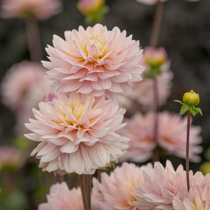 Dahlia Dekorativ Diana's Memory 1-pack